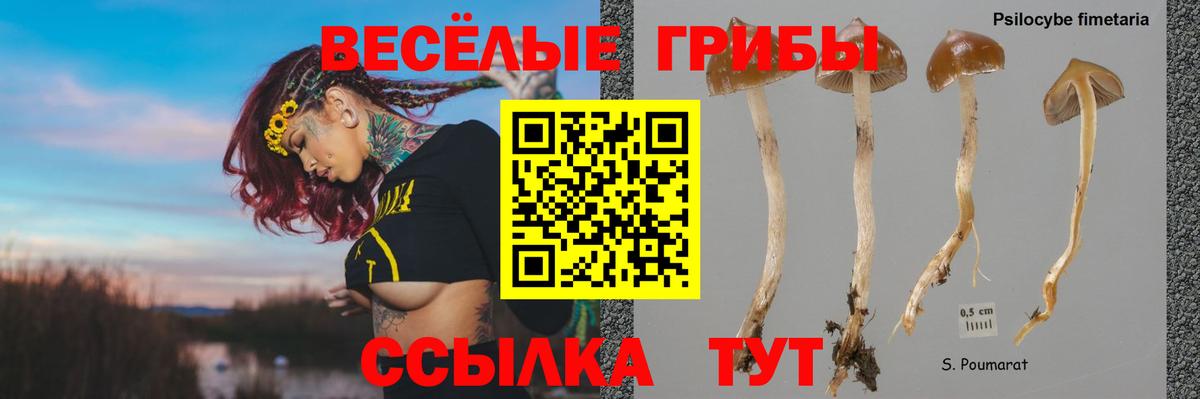 Галлюциногенные грибы Psilocybine cubensis  Вход с VPN  сколько стоит  Черкесск 